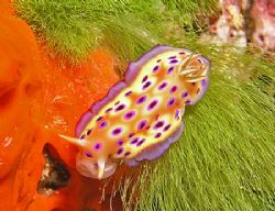Gorgeous spotted nudibranch with the colors of Fiji in th... by Jeannette Howard 